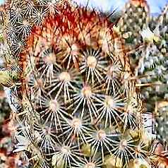 Cacto mammillaria elongata